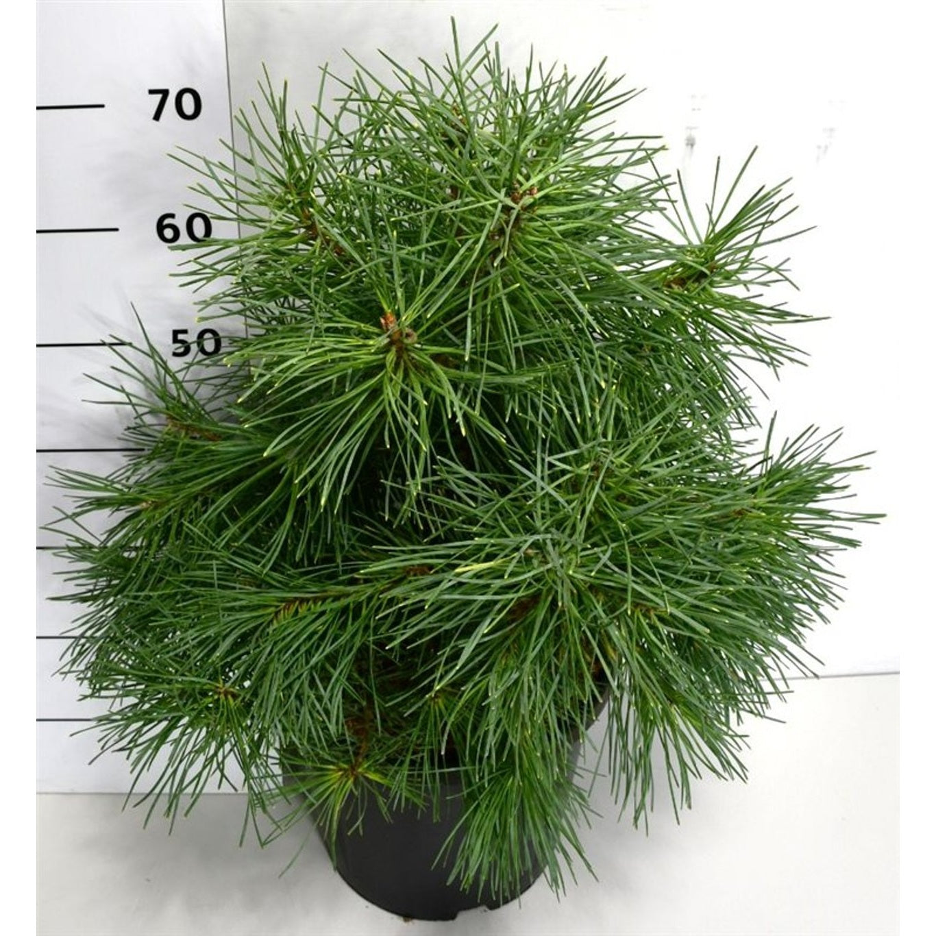 Tall – Pinus sylvestris 'Aurea' - C12 50-60 CM